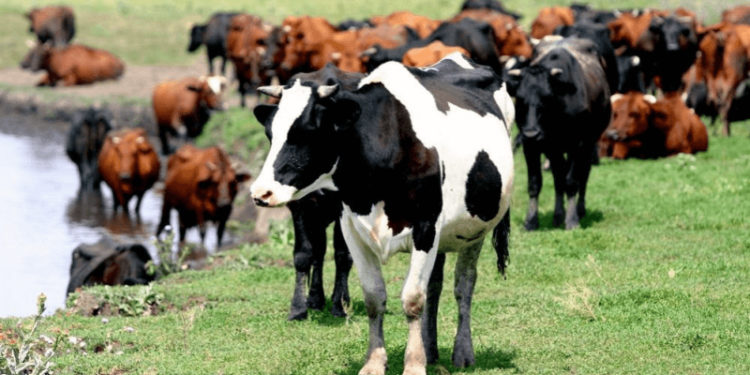 Фермерам выплатят субсидии на содержание коров, коз и овец