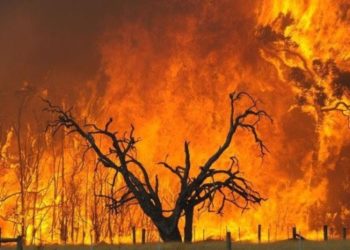 Лесные пожары теперь пылают и в Алжире: четверо погибших