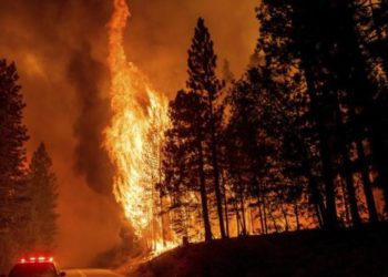 Сильнейшие лесные пожары в Калифорнии попали на видео