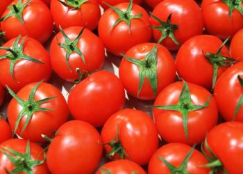 В Узбекистане выращивают помидоры с вакциной от COVID