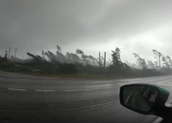 Туристы сняли видео урагана, вырывавшего деревья
