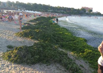 România: Plajele de pe litoral au devenit verzi. Cantitate uriașă de alge în Olimp, Mangalia și Vama Veche
