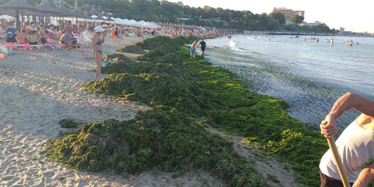 România: Plajele de pe litoral au devenit verzi. Cantitate uriașă de alge în Olimp, Mangalia și Vama Veche