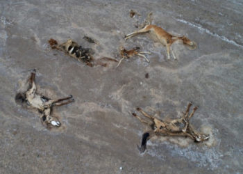 Secetă cumplită în Kazahstan. Sute de cai au murit de foame și de sete și se descompun în stepa fierbinte | VIDEO