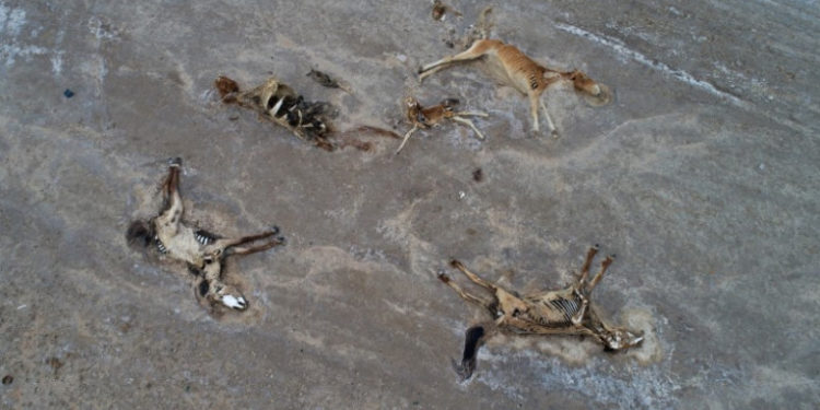 Secetă cumplită în Kazahstan. Sute de cai au murit de foame și de sete și se descompun în stepa fierbinte | VIDEO