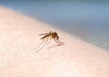 Primul caz de West Nile confirmat în acest sezon în România