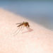 Primul caz de West Nile confirmat în acest sezon în România