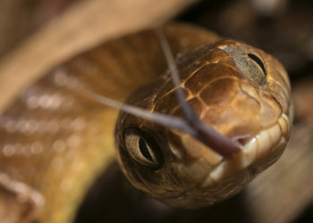 O tânără s-a plâns la poliție că i-a fost răpit șarpele ziua în amiaza mare