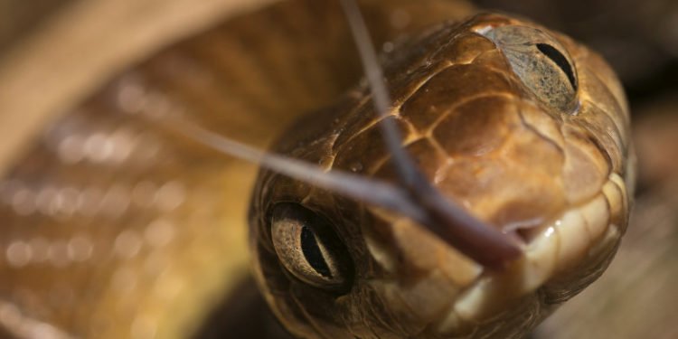 O tânără s-a plâns la poliție că i-a fost răpit șarpele ziua în amiaza mare