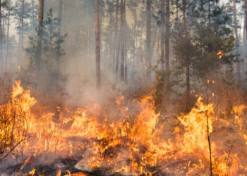 Valul sever de căldură provoacă incendii de vegetație în Bulgaria
