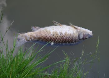 Zeci de peşti morţi într-un lac din Capitală | FOTO