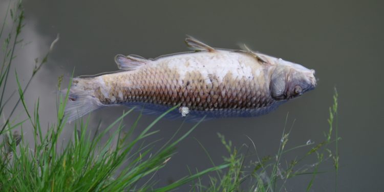 Zeci de peşti morţi într-un lac din Capitală | FOTO