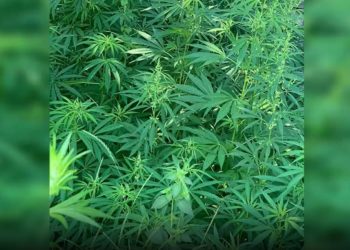 „Mac-2021”: 265 de plante de cânepă depistate de polițiștii IP Ciocana, în satul Bîc | VIDEO
