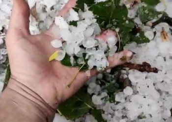 В муниципии Бельцы десятиминутный дождь с градом нанес непоправимый ущерб домашним хозяйствам: уничтожены виноград, яблоки и орехи | VIDEO