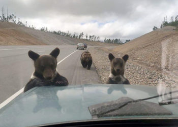 Arde Siberia: Cea mai rece regiune din lume a fost cuprinsă de flăcări. Șoselele au fost invadate de urși | FOTO/VIDEO