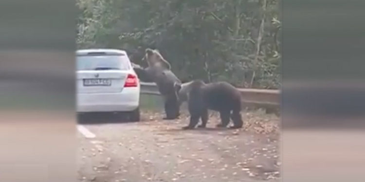 Gest periculos al unor turiști pe Transfăgărășan. Și-au riscat viața pentru o fotografie cu un urs | VIDEO