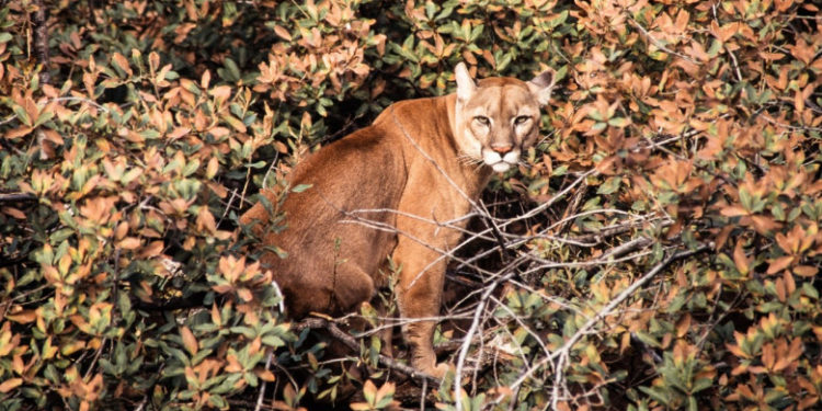 O femeie din California s-a luptat „cu mâinile goale” cu o pumă pentru a-și salva fiul în vârstă de 5 ani. Băiatul a ajuns la spital