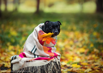 Стремительное похолодание в Молдове: Ожидается до +10 днем