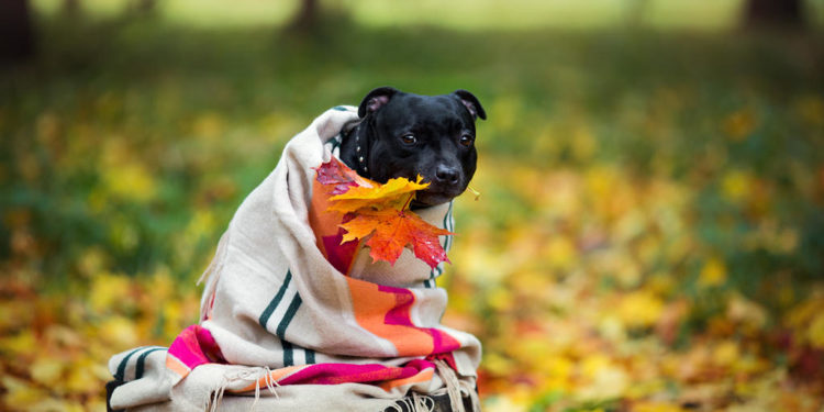 Стремительное похолодание в Молдове: Ожидается до +10 днем