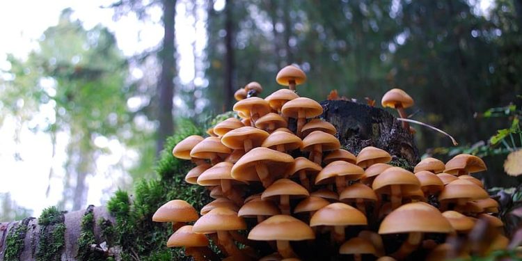 ANSA выпустило ряд рекомендаций, чтобы избежать отравления грибами