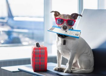 Авиакомпания Utair разрешила перевозить кошек и собак на пассажирских креслах — на соседнем от хозяина месте