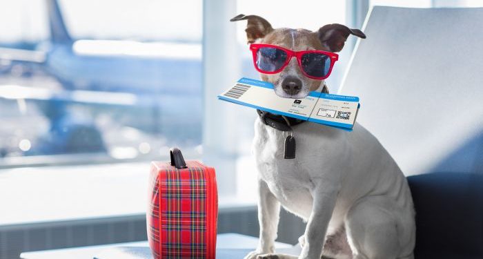 Авиакомпания Utair разрешила перевозить кошек и собак на пассажирских креслах — на соседнем от хозяина месте