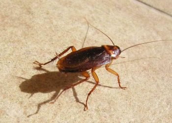 Россиянин пострадал при взрыве, когда травил тараканов