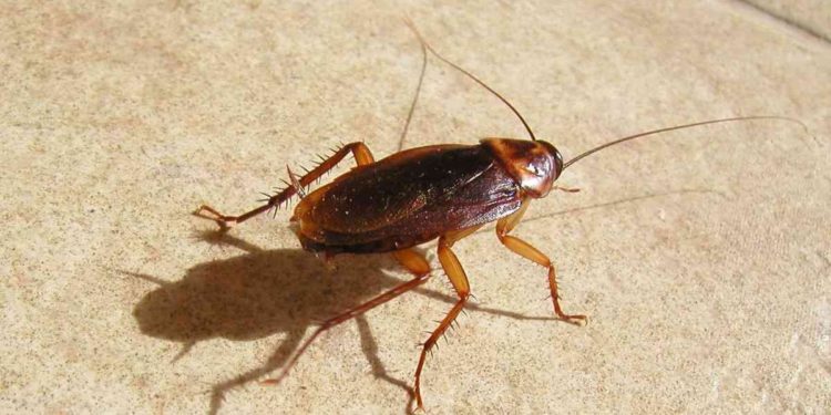 Россиянин пострадал при взрыве, когда травил тараканов