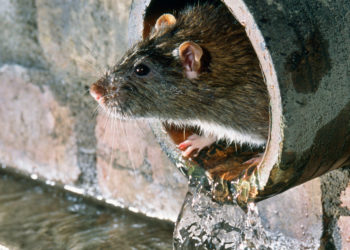 Нашествие крыс в квартирах престижного района Иерусалима