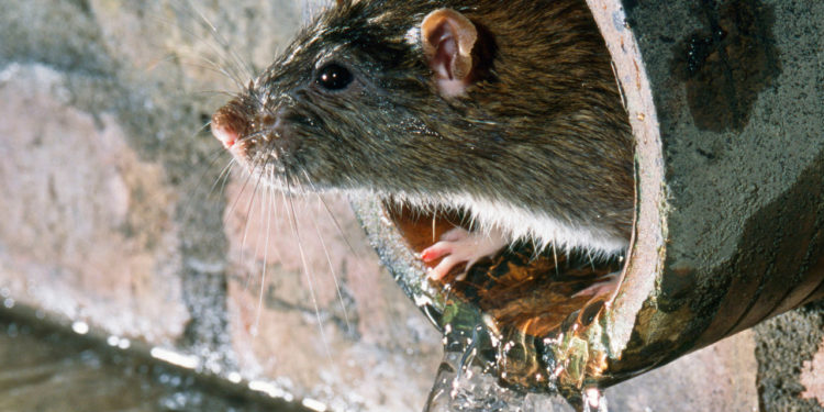 Нашествие крыс в квартирах престижного района Иерусалима