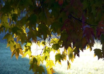 Какой сегодня будет погода в Молдове и когда начнется похолодание