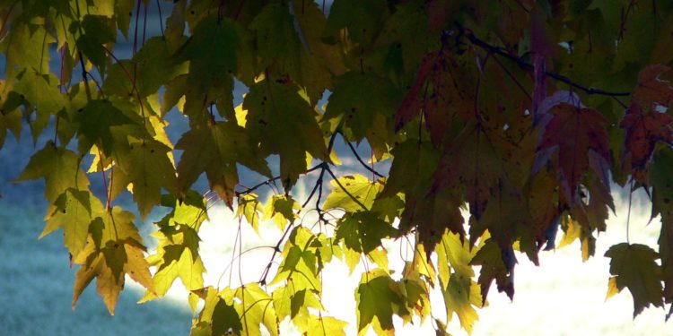 Какой сегодня будет погода в Молдове и когда начнется похолодание