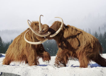 Ученые «воскресят» мамонтов к 2027 году