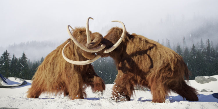 Ученые «воскресят» мамонтов к 2027 году