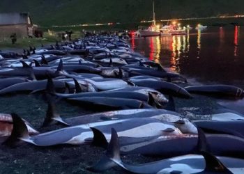 На Фарерских островах произошло самое массовое убийство дельфинов в истории