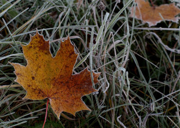 В Молдове ожидаются заморозки