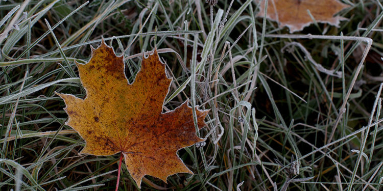 В Молдове ожидаются заморозки
