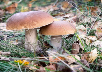 В Молдове на прошлой неделе девять человек отравились грибами