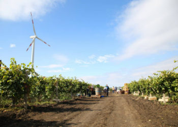 «Виноделие – часть нашей культуры». Как дипломаты сегодня собирали виноград в Гагаузии | VIDEO/FOTO