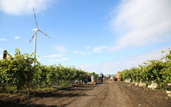 «Виноделие – часть нашей культуры». Как дипломаты сегодня собирали виноград в Гагаузии | VIDEO/FOTO