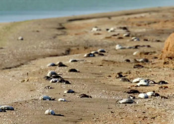 В Крыму на озере Сиваш произошла массовая гибель птиц