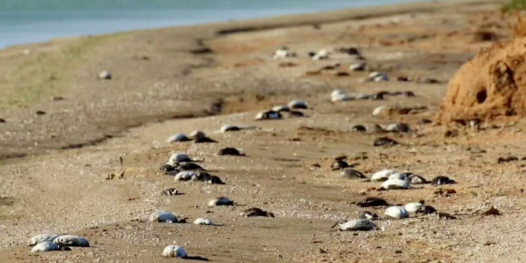 В Крыму на озере Сиваш произошла массовая гибель птиц