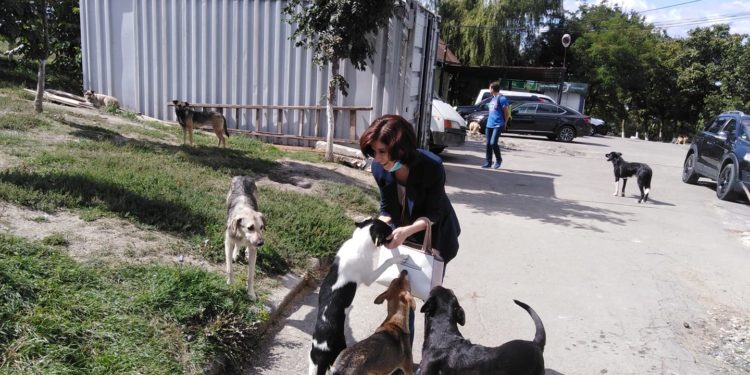 Secția de control şi protecție a animalelor din cadrul Primăriei Chișinău, din nou fără șef