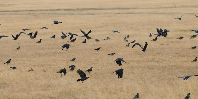 Ученые назвали возможные сроки вымирания человечества