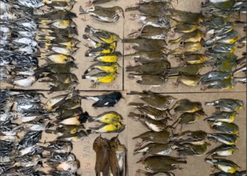 Imagini de coșmar pe străzile din New York. Sute de păsări migratoare au murit lovindu-se de zgârie-nori | VIDEO