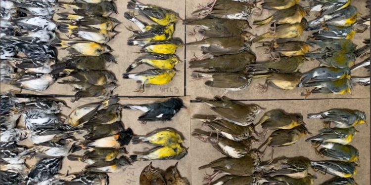 Imagini de coșmar pe străzile din New York. Sute de păsări migratoare au murit lovindu-se de zgârie-nori | VIDEO