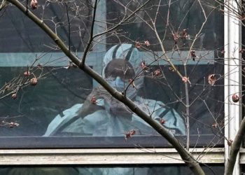 Telegraph узнала о проекте заражения летучих мышей в Китае коронавирусом