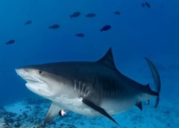 В Египте акула откусила руку мужчине