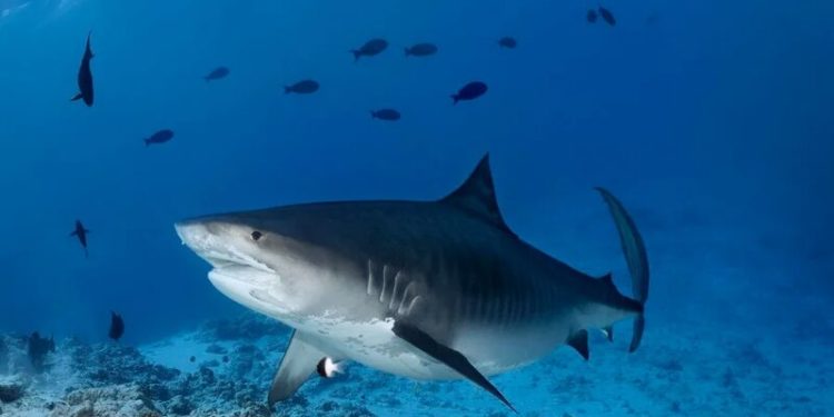 В Египте акула откусила руку мужчине