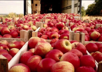 Zeci de camioane sunt blocate la frontiera dintre Moldova și România. Moldova Fruct: Asociația a expediat zeci de demersuri, totul însă fără vreun rezultat | VIDEO